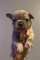 Lux, a male French Bulldog for sale in Shawnee, OK – 3 of 3