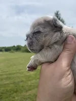 Bleu , a male French Bulldog for sale in Shawnee, OK – 3 of 8