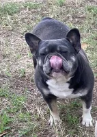 Gipsy , a female French Bulldog for sale in Shawnee, OK – 2 of 2