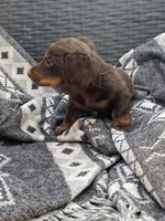 Dutch , a male Miniature Dachshund for sale in Shawnee, OK – 2 of 3