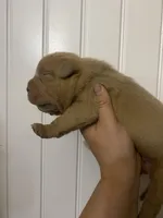 Titan , a male American Bully for sale in Shawnee, OK – Photo 3 of 6