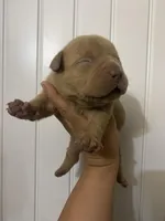 Titan , a male American Bully for sale in Shawnee, OK – Photo 2 of 6