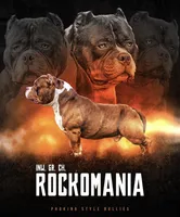 Titan , a male American Bully for sale in Shawnee, OK – Photo 5 of 6