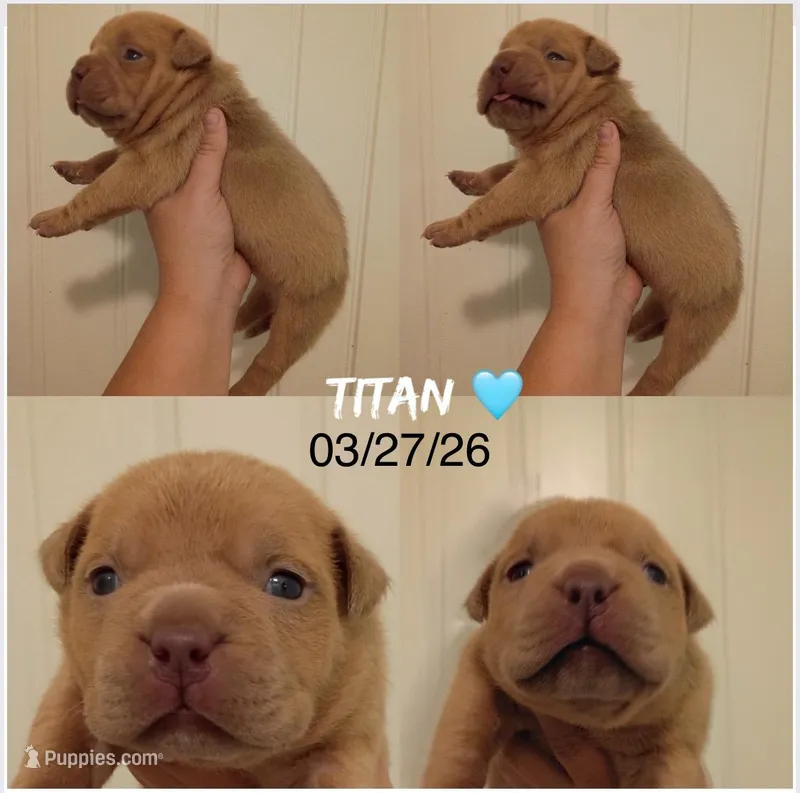 Titan  – American Bully puppy for sale in Shawnee, OK
