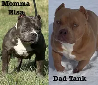 Titan , a male American Bully for sale in Shawnee, OK – Photo 4 of 6