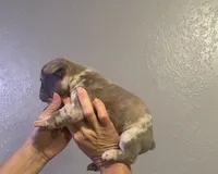 Lux, a male French Bulldog for sale in Shawnee, OK – 2 of 3