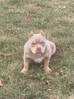 Nova , a female American Bully for sale in Shawnee, OK – 2 of 5