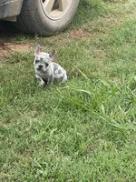 Gipsy , a female French Bulldog for sale in Shawnee, OK – 2 of 2