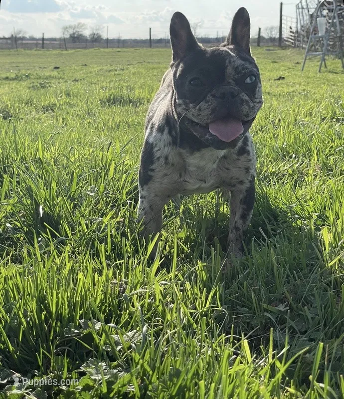 Trixie – French Bulldog puppy for sale in Shawnee, OK