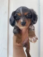 Bentley , a male Miniature Dachshund for sale in Shawnee, OK – 2 of 4