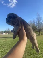Meatball , a male French Bulldog for sale in Shawnee, OK – 2 of 5