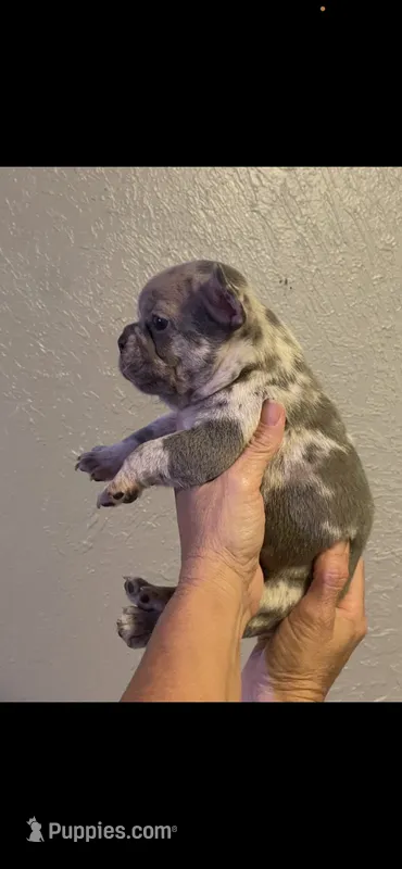 Maddox , a male French Bulldog for sale in Shawnee, OK – 1 of 4