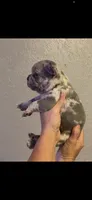 Maddox , a male French Bulldog for sale in Shawnee, OK – 1 of 4