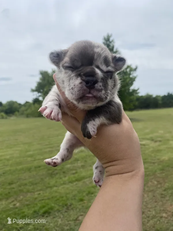 Jazzy – French Bulldog puppy for sale in Shawnee, OK