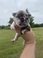 Jazzy, a female French Bulldog for sale in Shawnee, OK – 1 of 2