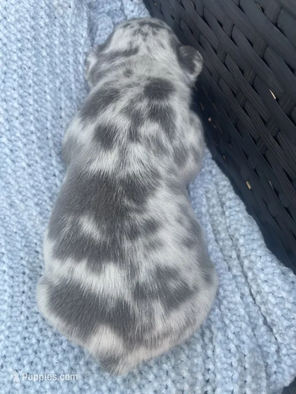 Maverick  – French Bulldog puppy for sale in Shawnee, OK