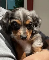 Bentley , a male Miniature Dachshund for sale in Shawnee, OK – 3 of 4