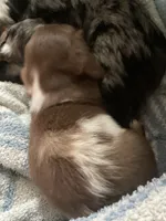 Chip, a male Miniature Dachshund for sale in Shawnee, OK – 5 of 5