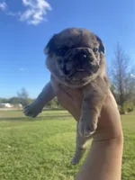 Meatball , a male French Bulldog for sale in Shawnee, OK – 5 of 5