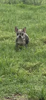 Dolly , a female French Bulldog for sale in Shawnee, OK – 5 of 5