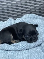 Lucky 🍀 , a female French Bulldog for sale in Shawnee, OK – 4 of 5