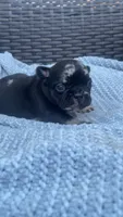 Chula, a female French Bulldog for sale in Shawnee, OK – 3 of 7