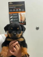 Athena , a female Rottweiler for sale in Shawnee, OK – 1 of 2