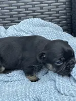 Lucky 🍀 , a female French Bulldog for sale in Shawnee, OK – 1 of 5
