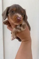 Chip, a male Miniature Dachshund for sale in Shawnee, OK – 2 of 5