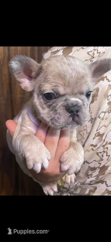 Bleu  – French Bulldog puppy for sale in Shawnee, OK
