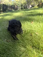 Wednesday, a female Yorkipoo for sale in Willoughby, OH – 4 of 7