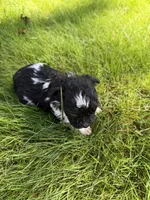 Meg, a female Yorkipoo for sale in Willoughby, OH – 4 of 7