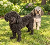 Bartholomew, a male Yorkipoo for sale in Willoughby, OH – 7 of 7