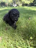 Bartholomew, a male Yorkipoo for sale in Willoughby, OH – 4 of 7