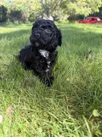 Bartholomew, a male Yorkipoo for sale in Willoughby, OH – 5 of 7