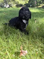 Bartholomew, a male Yorkipoo for sale in Willoughby, OH – 3 of 7