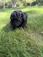 Luna, a female Yorkipoo for sale in Willoughby, OH – 5 of 6