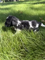 Meg, a female Yorkipoo for sale in Willoughby, OH – 5 of 7