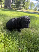 Luna, a female Yorkipoo for sale in Willoughby, OH – 2 of 6