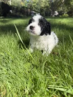 Dolly, a female Yorkipoo for sale in Willoughby, OH – 5 of 7