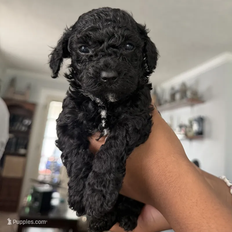 Bartholomew – Yorkipoo puppy for sale in Willoughby, OH