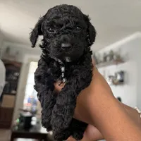 Bartholomew, a male Yorkipoo for sale in Willoughby, OH – 1 of 7