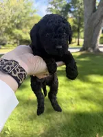 Luna, a female Yorkipoo for sale in Willoughby, OH – 4 of 6