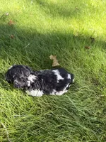 Meg, a female Yorkipoo for sale in Willoughby, OH – 6 of 7