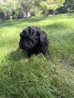 Luna, a female Yorkipoo for sale in Willoughby, OH – 3 of 6