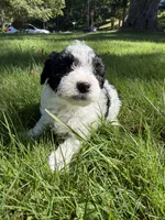 Dolly, a female Yorkipoo for sale in Willoughby, OH – 3 of 7