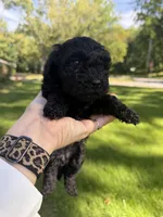 Wednesday, a female Yorkipoo for sale in Willoughby, OH – 2 of 7