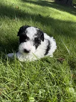 Dolly, a female Yorkipoo for sale in Willoughby, OH – 4 of 7