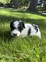 Dolly, a female Yorkipoo for sale in Willoughby, OH – 6 of 7