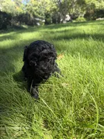 Wednesday, a female Yorkipoo for sale in Willoughby, OH – 3 of 7